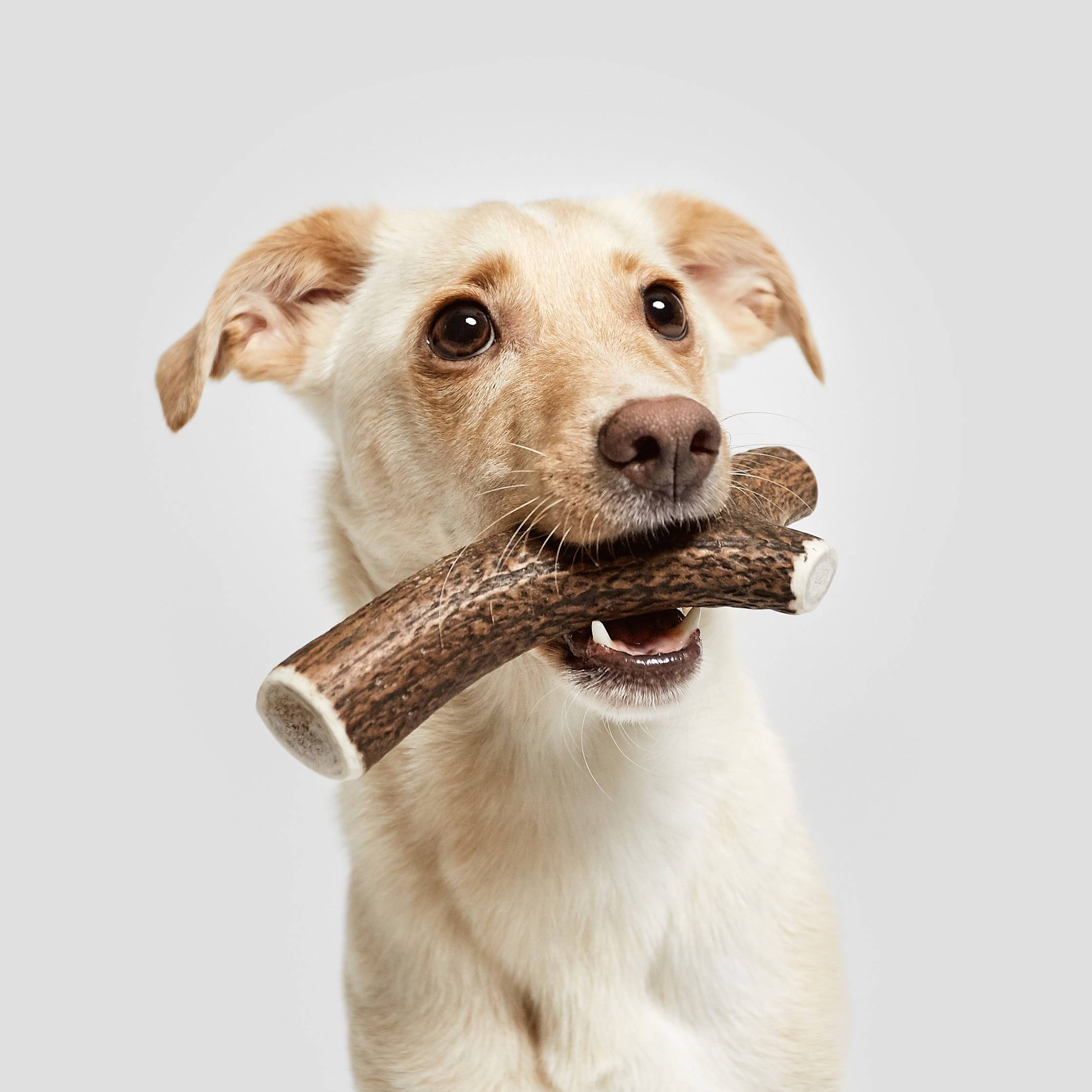 Cloud7-Kaustange-Hirschgeweih-Hirschhorn-Hund1