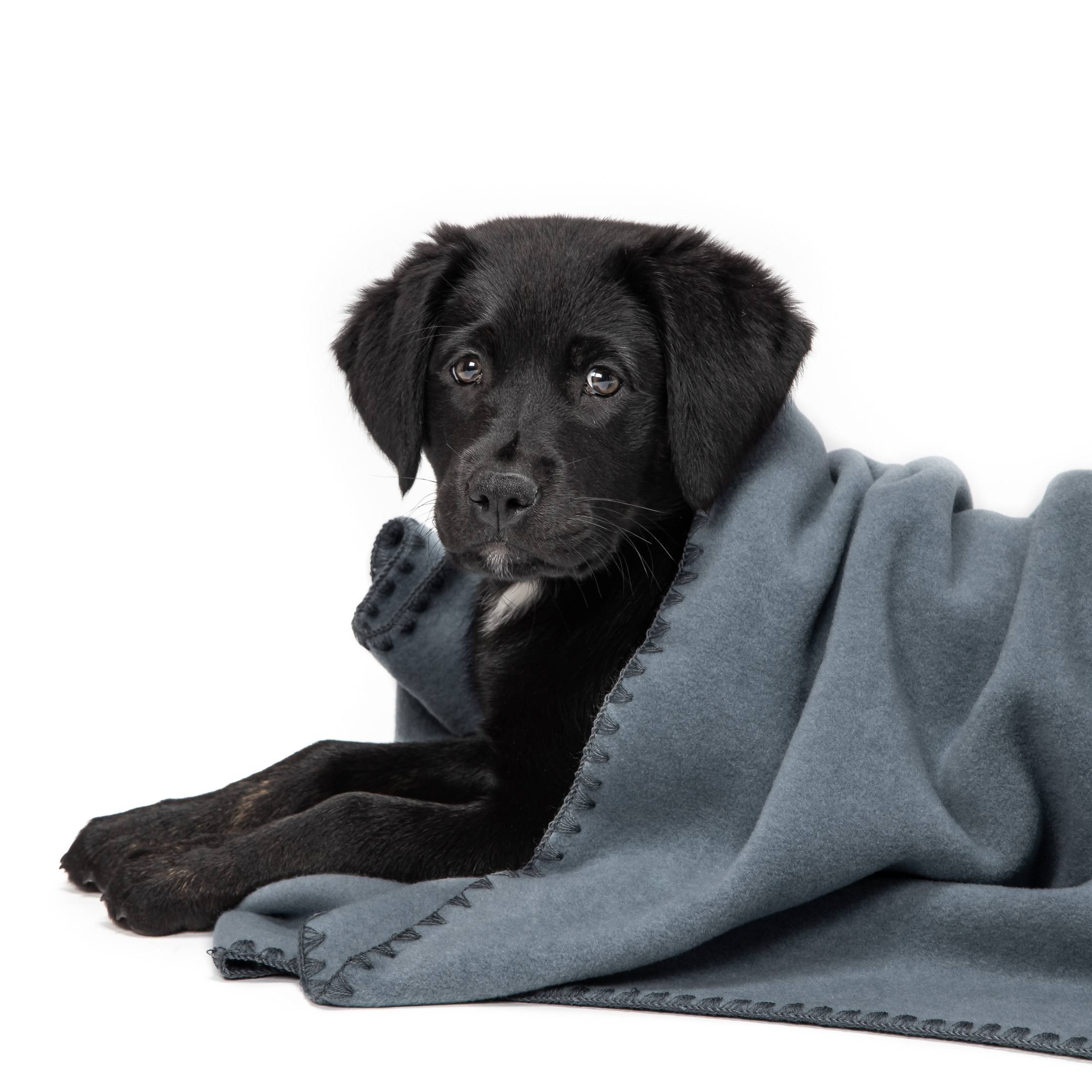 Cloud7-Hundedecke-Soft-Fleece-Dove-Blue-Hund