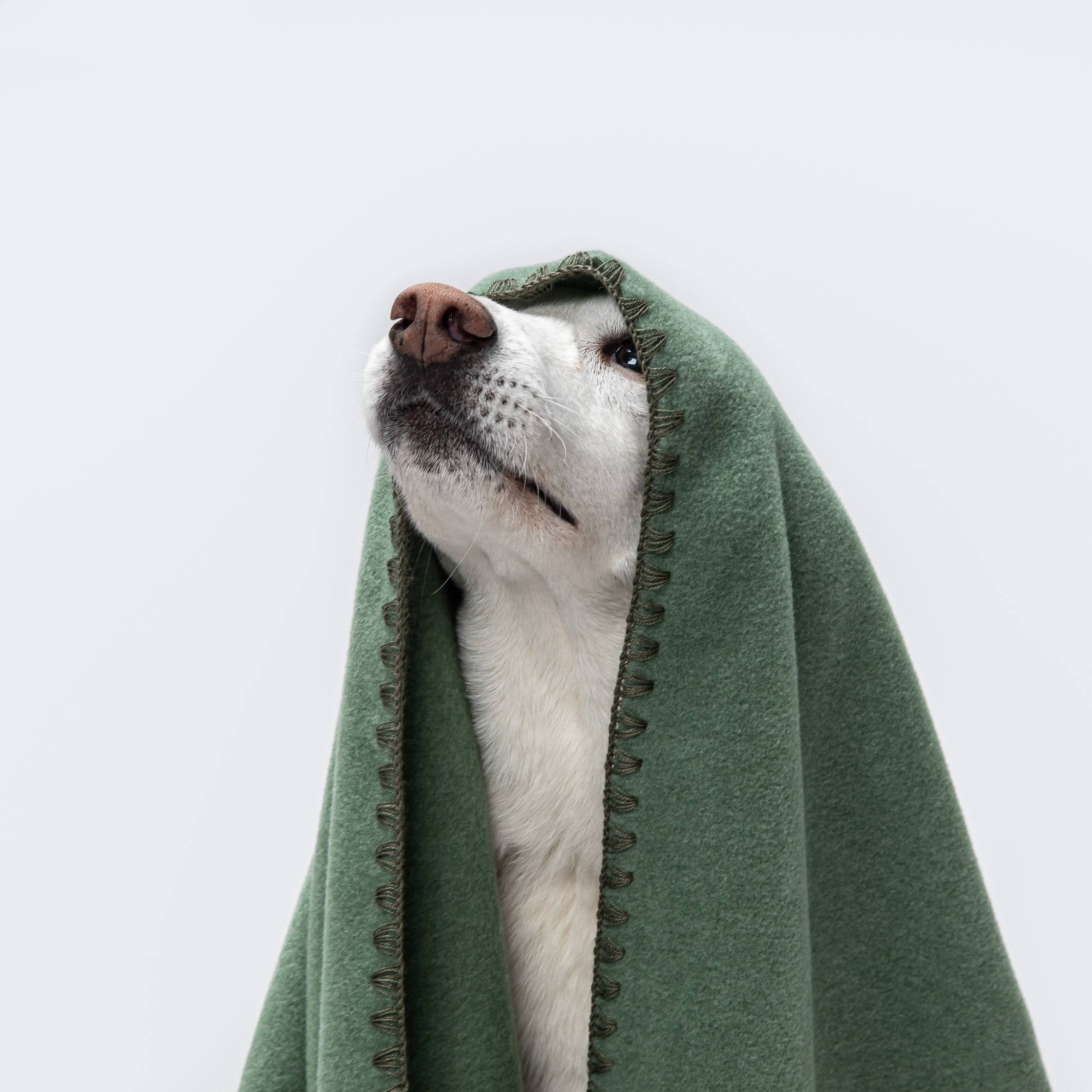 Cloud7-Hundedecke-Soft-Fleece-Dusty-Green-Hund