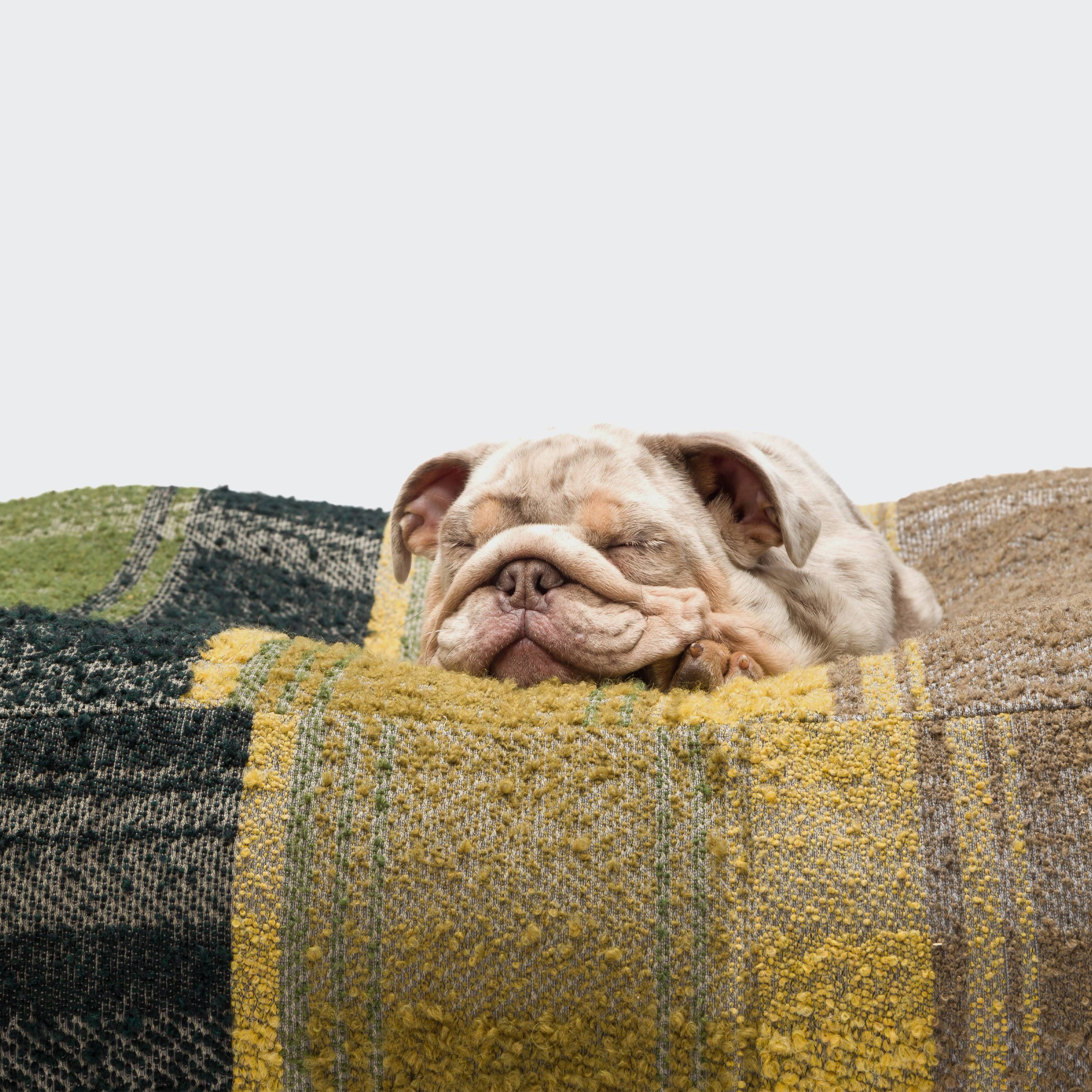 Cloud7-Hundebett-Cube-kariert-Grün-Hund