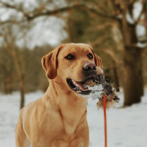 Romneys-Dummyball-Hundetraining-Kaninchenfell-Hund2