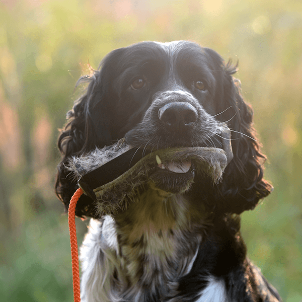 Mystique-Hundedummy-Futterdummy-Kaninchenfell-Hund