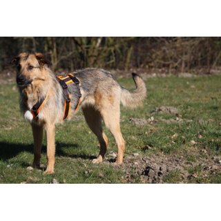 Hundegeschirr SAFETY Schwarz/Schwarz