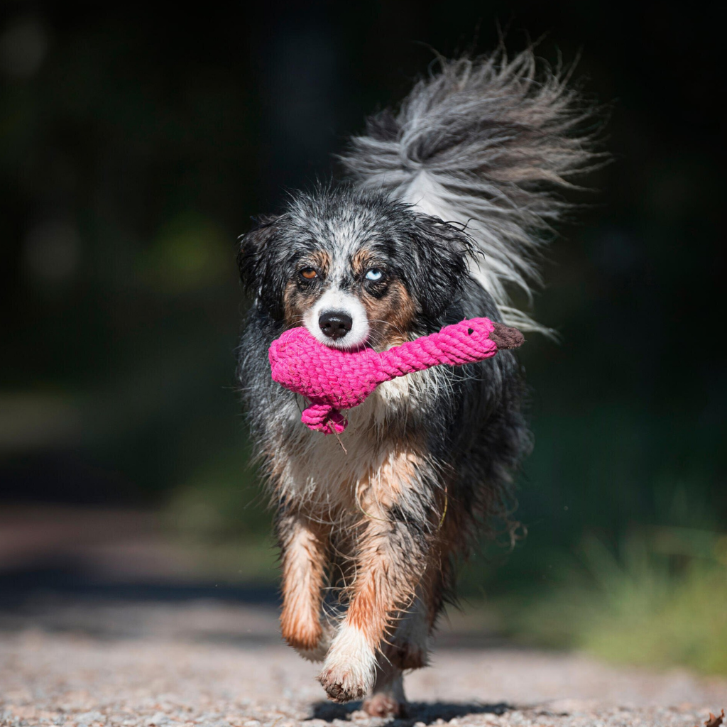 Hundespielzeug Franzi Flamingo