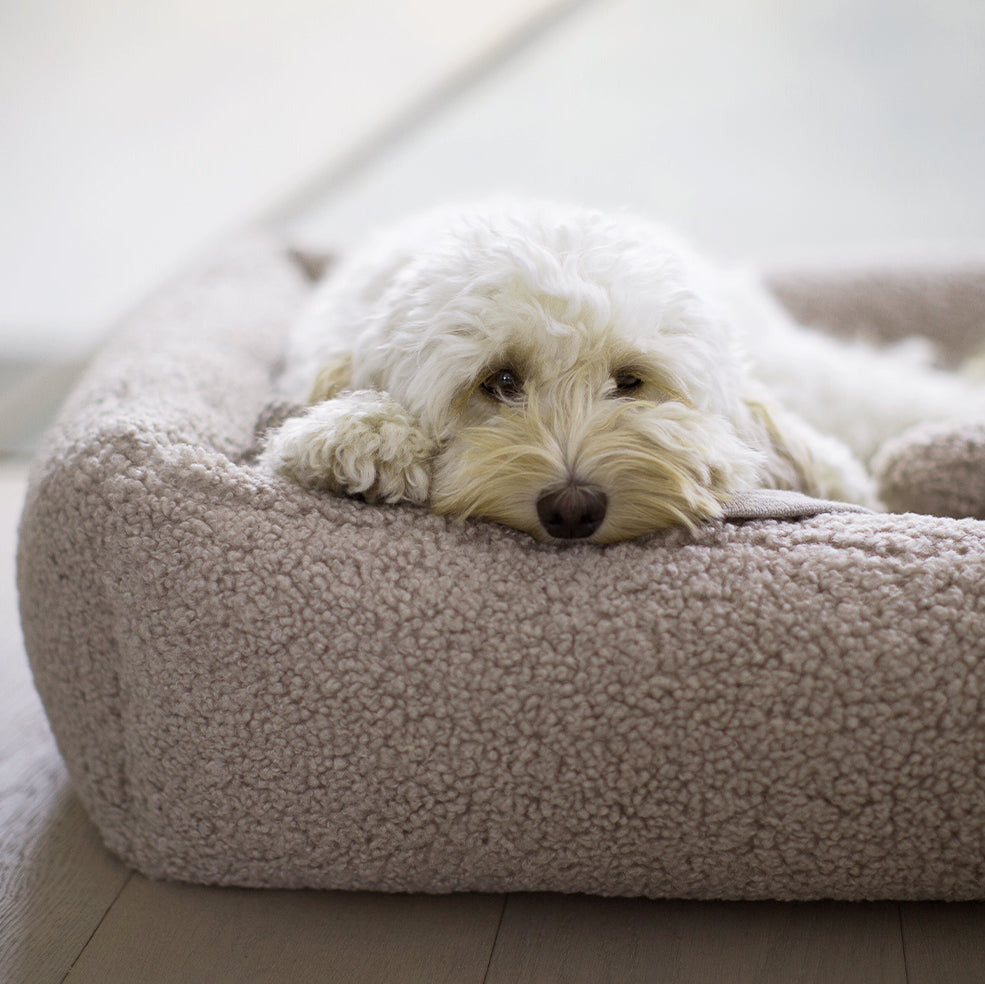 MiaCara-Senso-Hundebett-Box-Bett-Greige-Hund