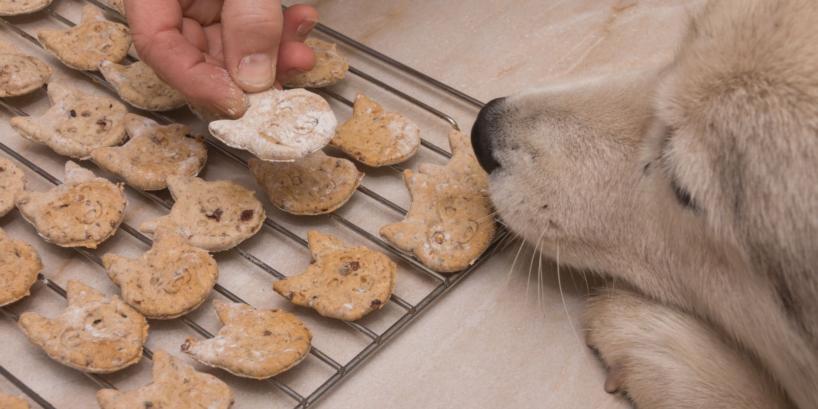 HUNDEKEKSE: Unsere Lieblingsrezepte