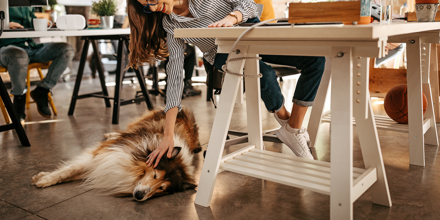 OFFICE DOGS – mit Hund im Büro - eine Option für mich?