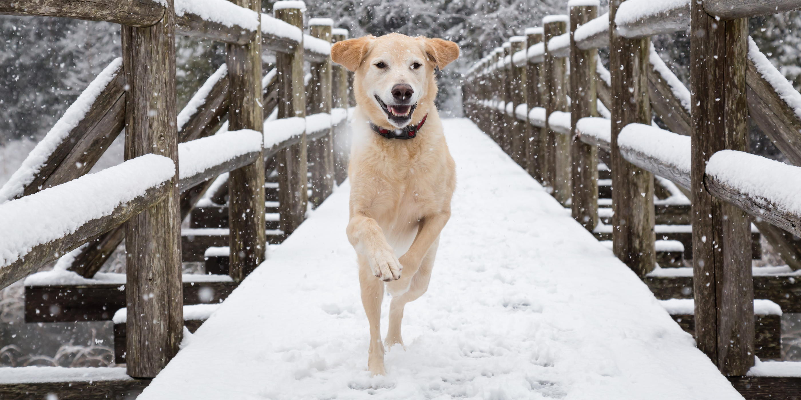 Kälte und Schnee - Hunde im Winter