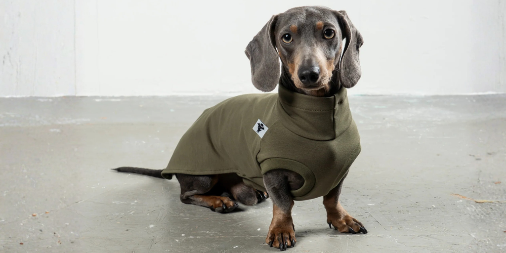 Alles für den Dackel