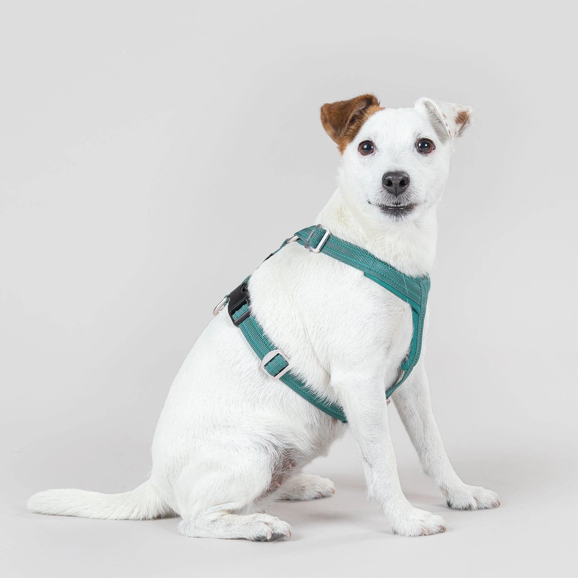 Paikka-Hundegeschirr-Easy-Harness-Emerald-Hund