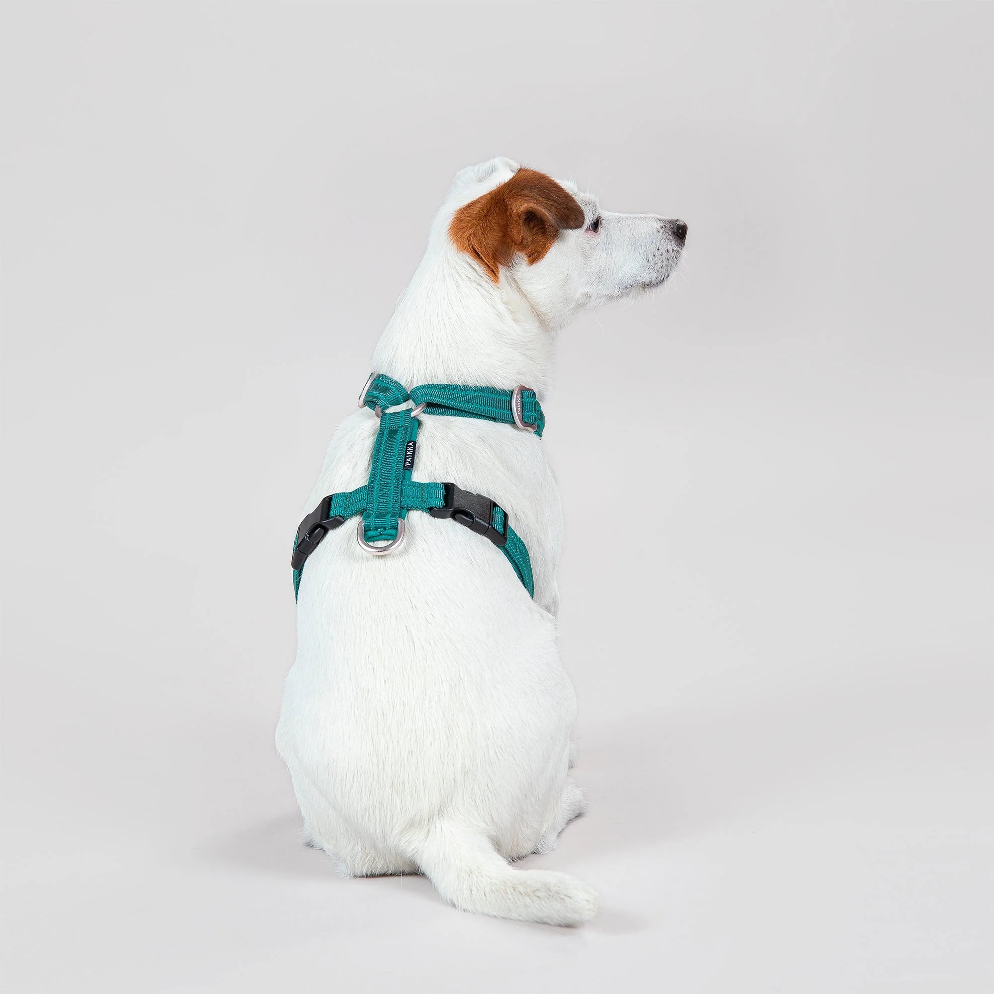 Paikka-Hundegeschirr-Easy-Harness-Emerald-Hund2