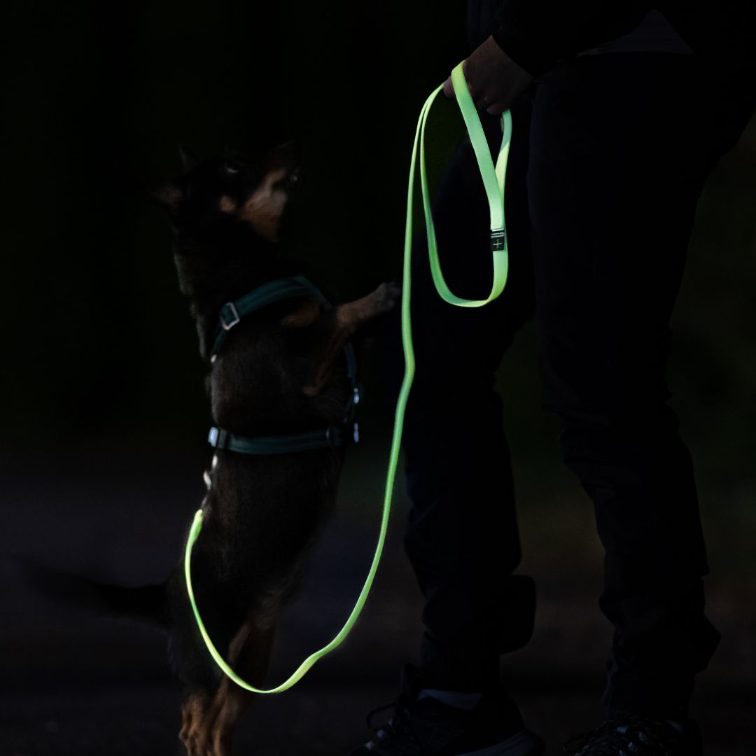 Paikka-Glow-Leash-Hundeleine-Hund-leuchtend