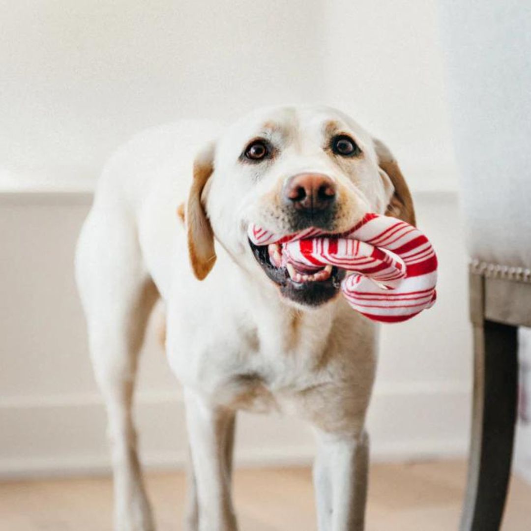 PLAY-Hundespielzeug-Candy-Canes-Hund