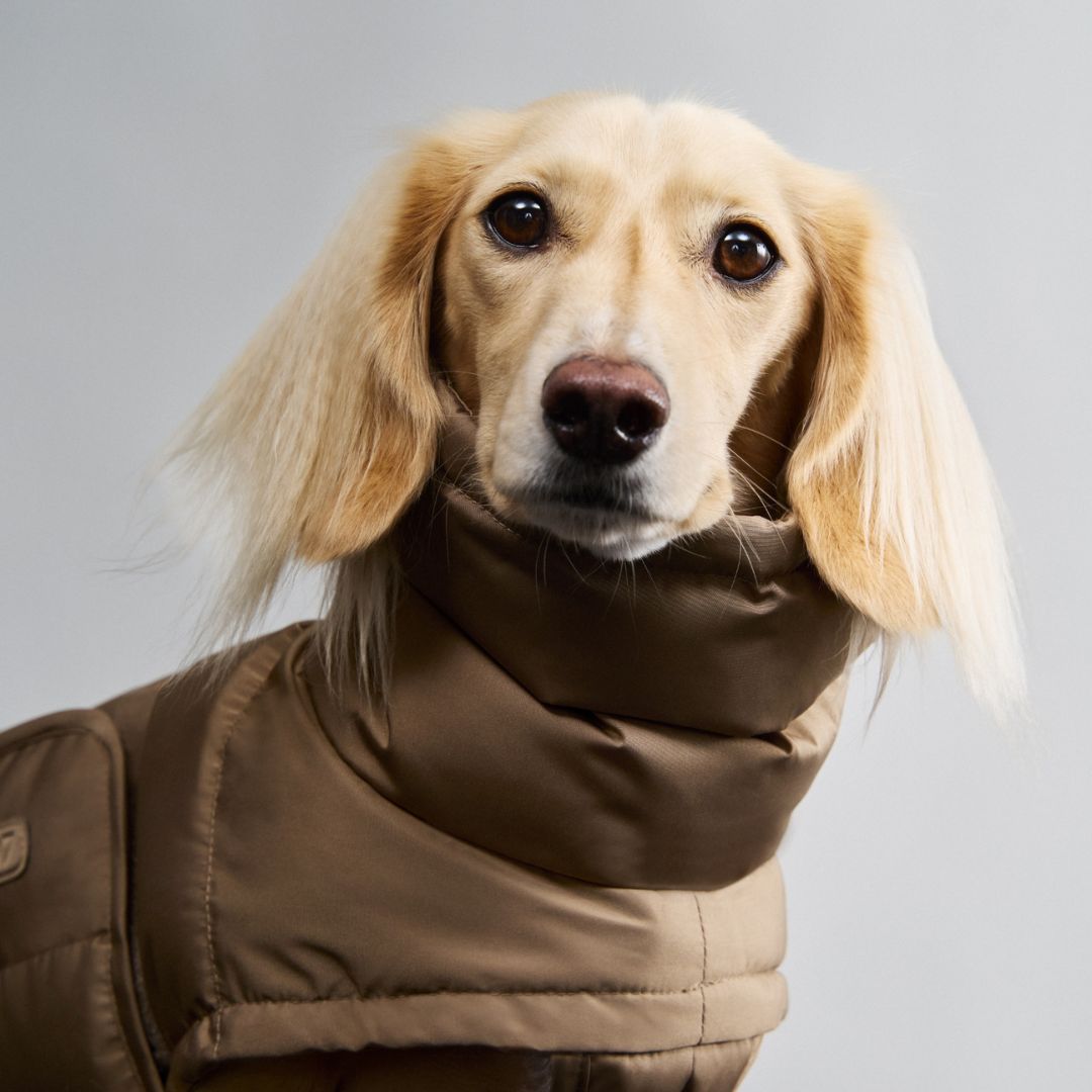 Hundemantel DACKEL Alaska Sandy Brown
