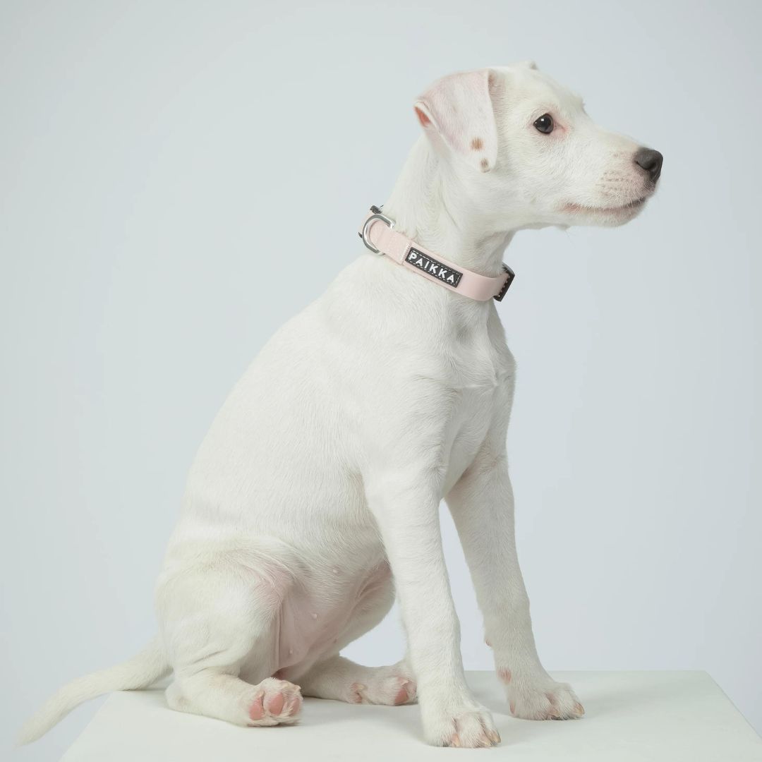 Paikka-Hundehalsband-Glow-Collar-Pale-Pink-Hund