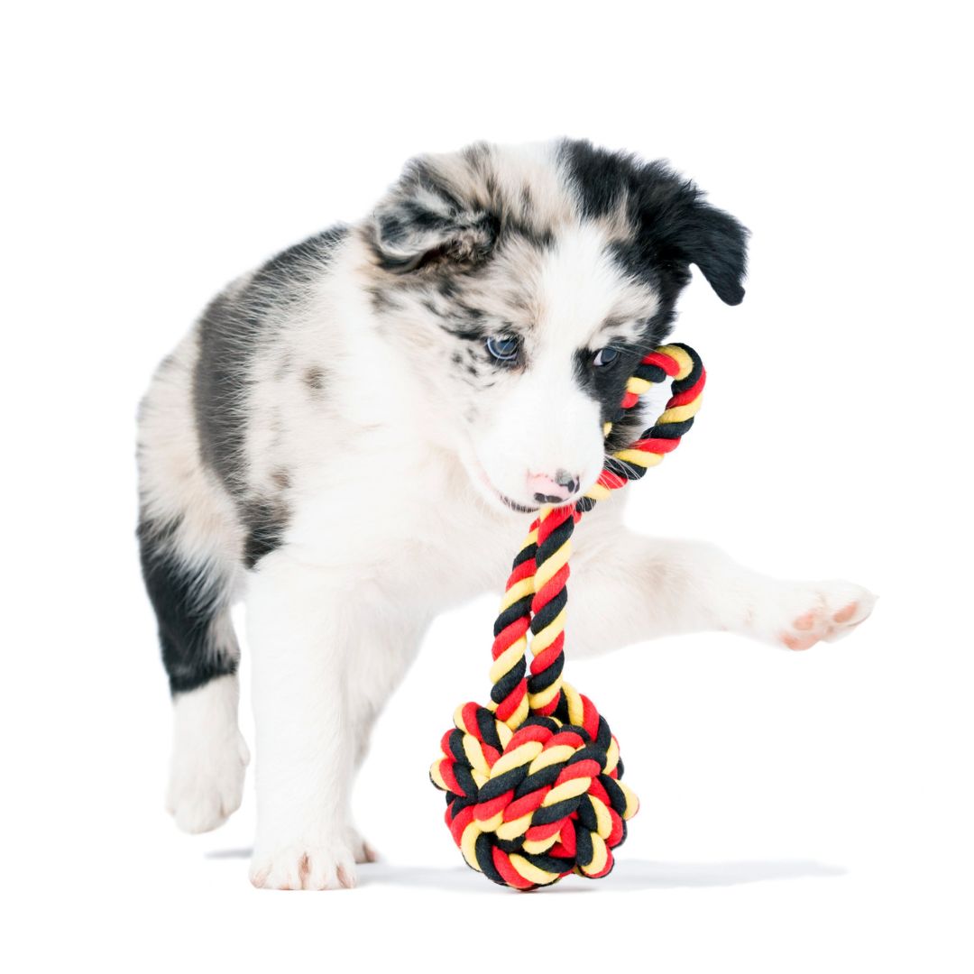 Laboni-Hundespielzeug-Tauspielzeug-National-Schleuderball-Hund