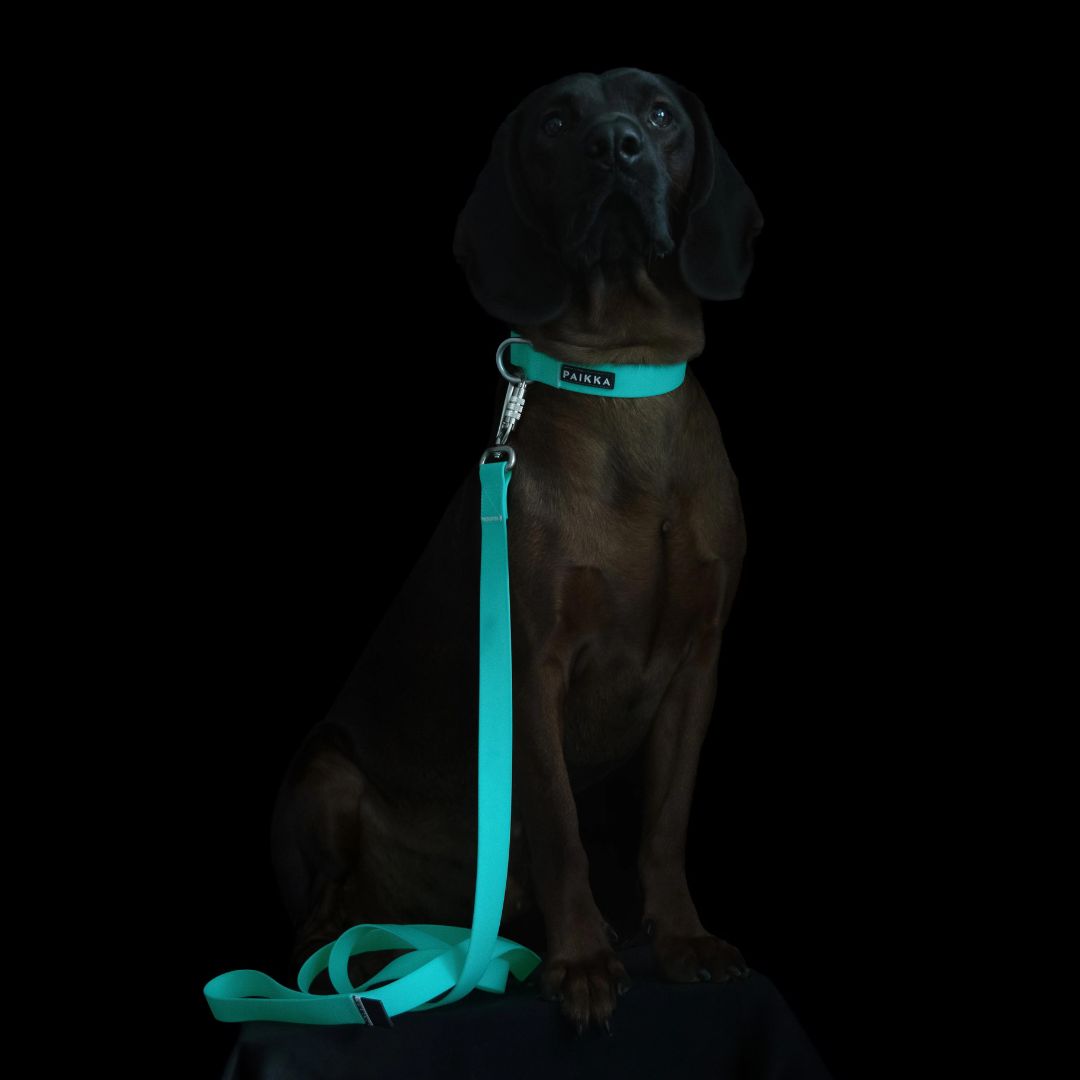 Paikka-Glow-Leash-Hundeleine-Aqua-Hund-leuchtend