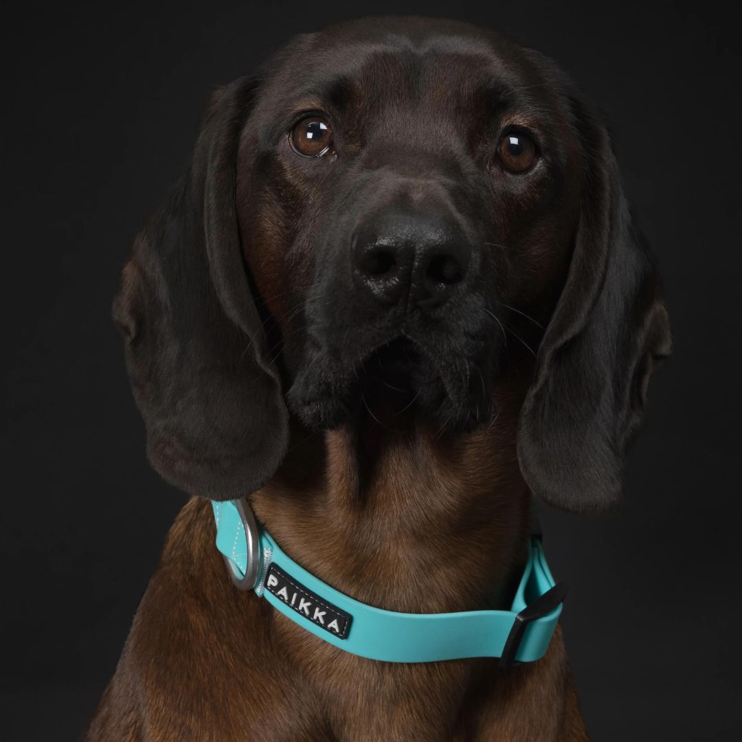 Paikka-Hundehalsband-Glow-Collar-Aqua-Hund