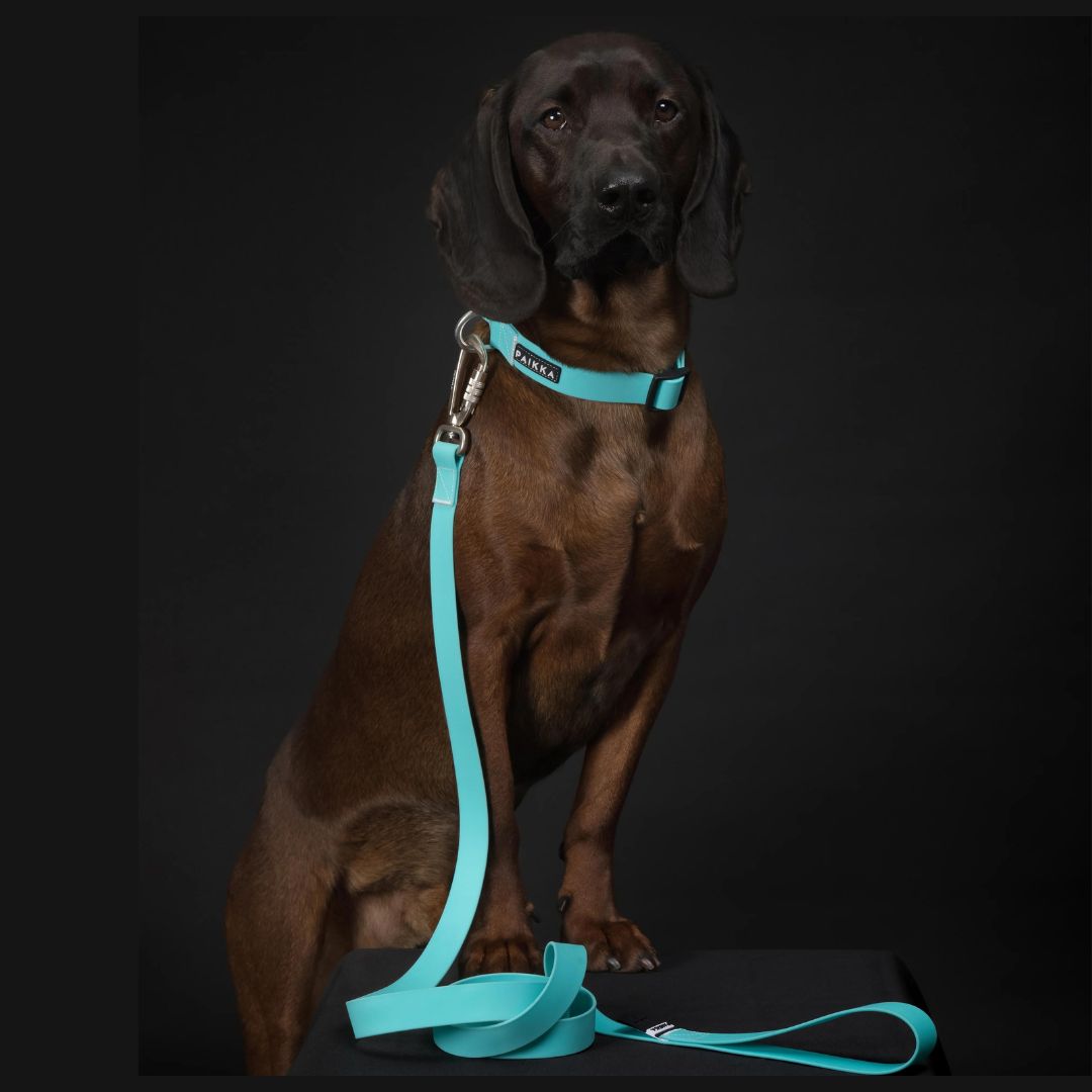 Paikka-Glow-Leash-Hundeleine-Aqua-Hund