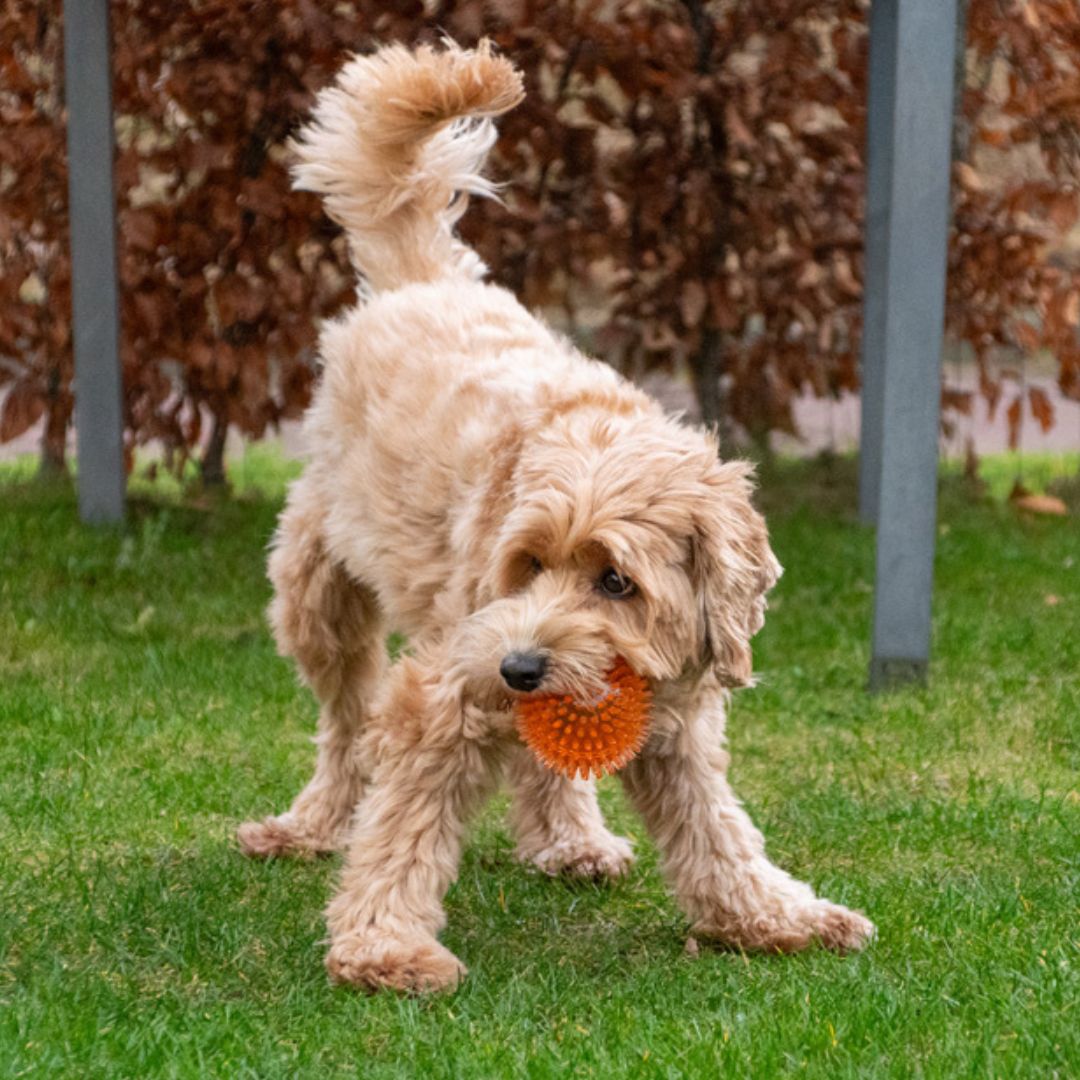 Dog-Comets-Exoplanet-Ball-Hund2