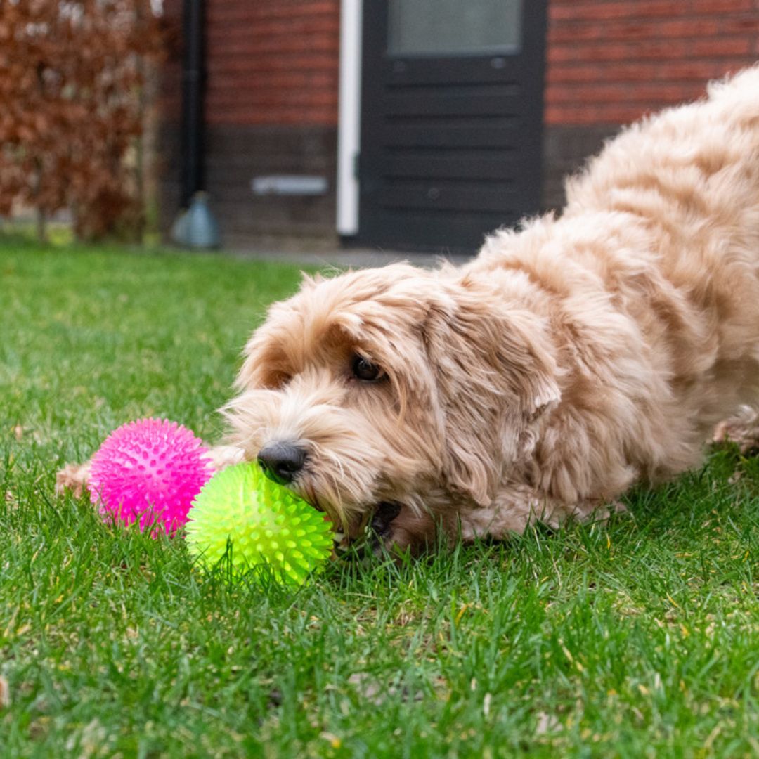 Dog-Comets-Exoplanet-Ball-Hund