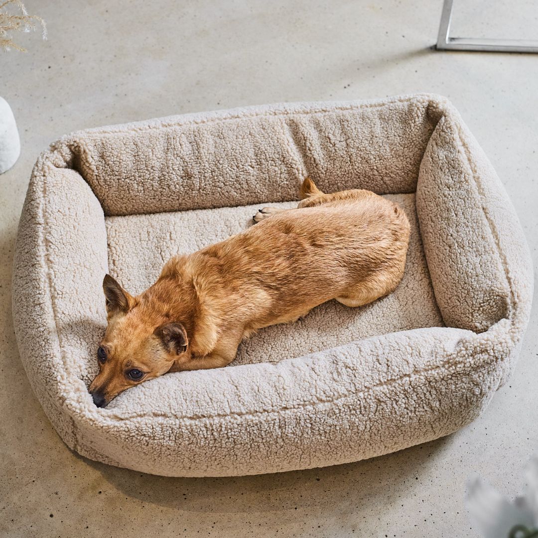 Hundebett Teddy Bouclé Ortho oder Classic Creme