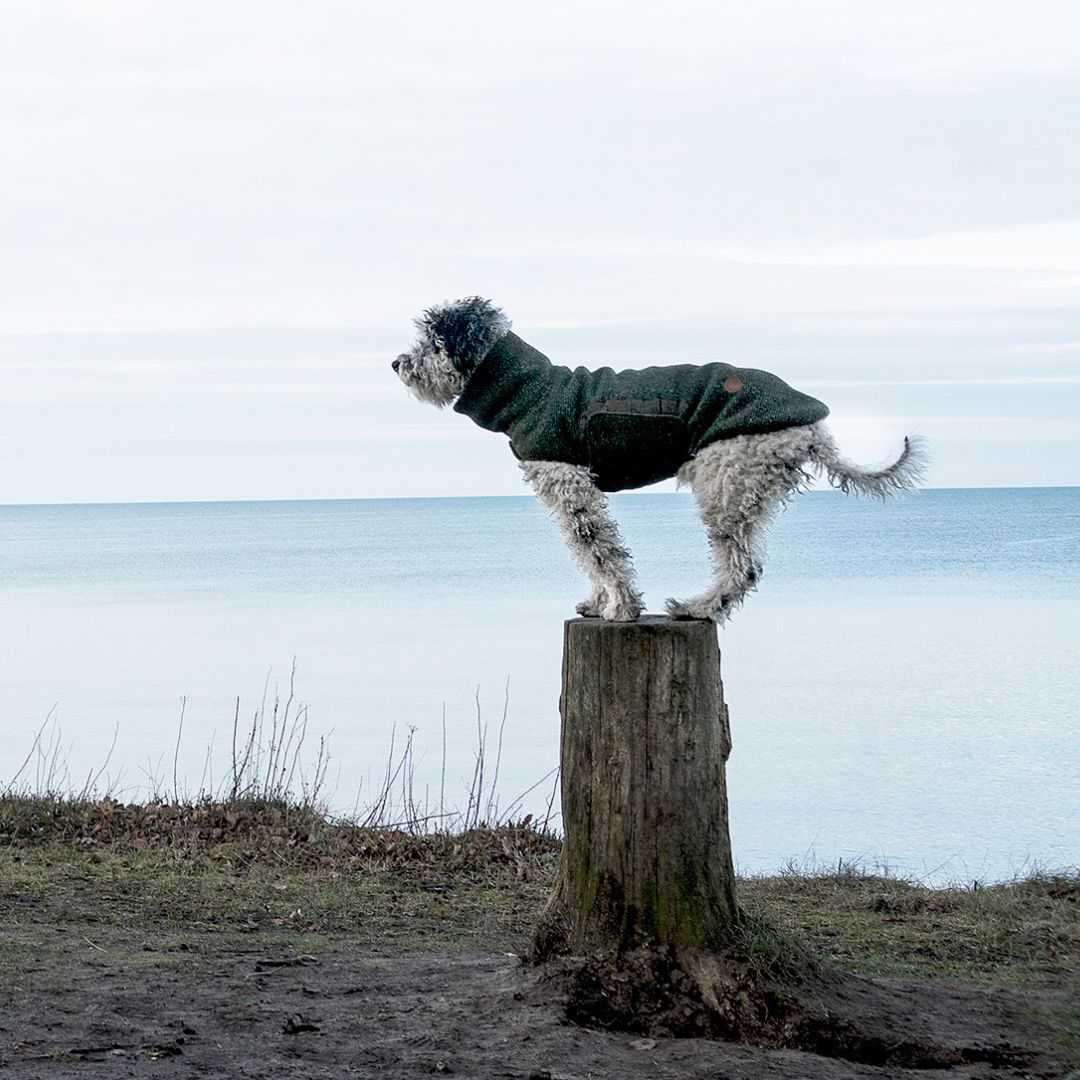 Hundepullover Dorset Bottle Green