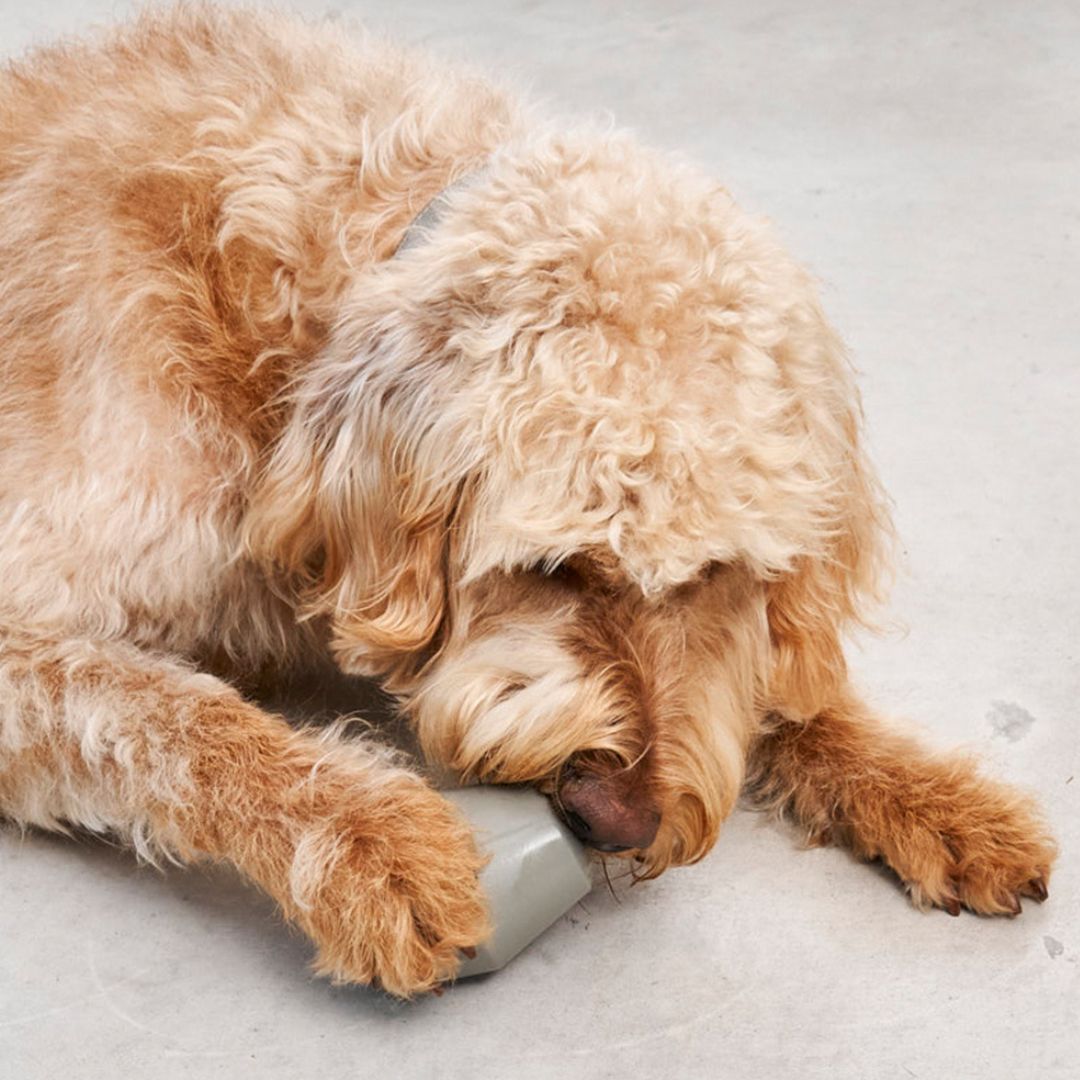 MiaCara-Cono-Beschäftigungsspielzeug-Salbei-Hund