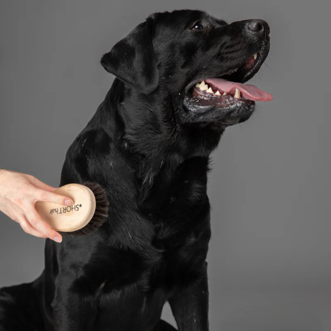 2.8-duepuntootto-Hundebürste-Lee-Mood2