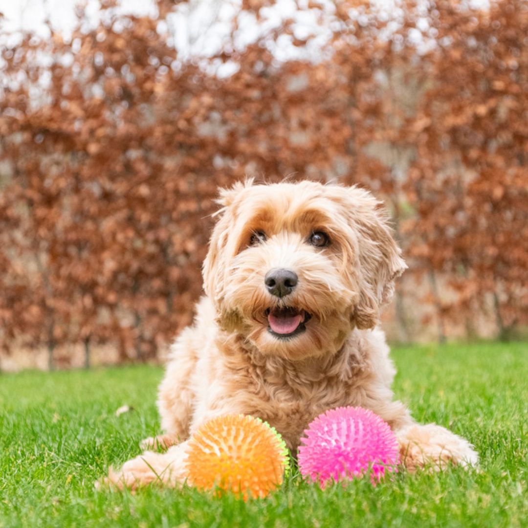 Dog-Comets-Exoplanet-Ball-Hund3