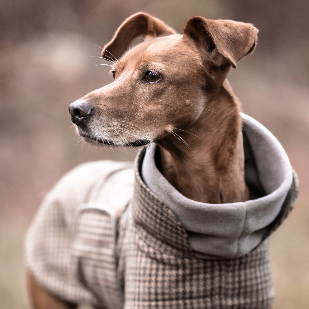 Hundemantel Brooklyn Aristo C7 x Woofstuff