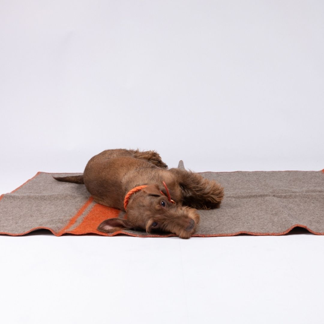 2.8-duepuntootto-design-for-dogs-Hundedecke-Ansel-recycelte-Wolle-Orange-Hund