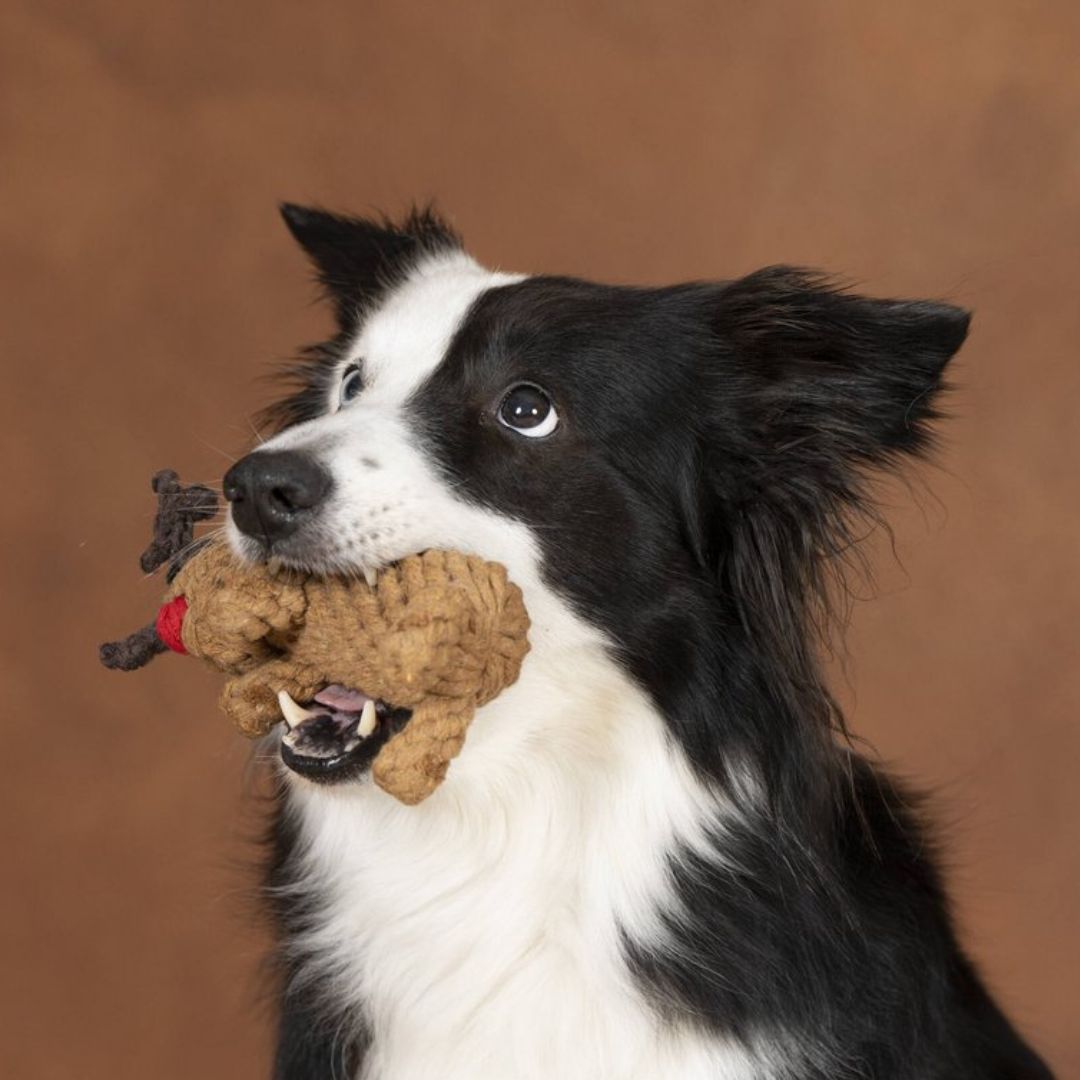 Hundespielzeug-Laboni-Rudi-Rentier-Hund