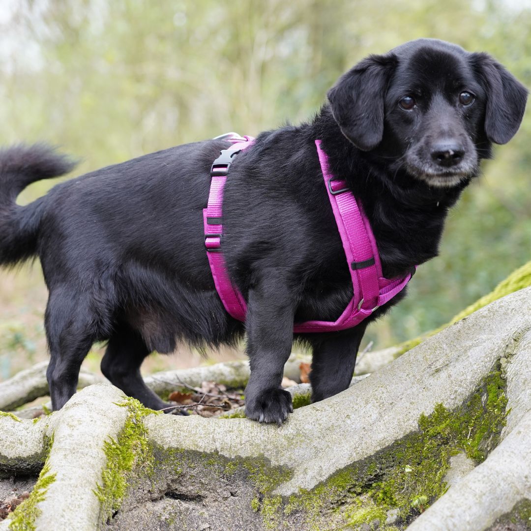 AnnyX-Hundegeschirr-Fun-Sonnenhut-Hund