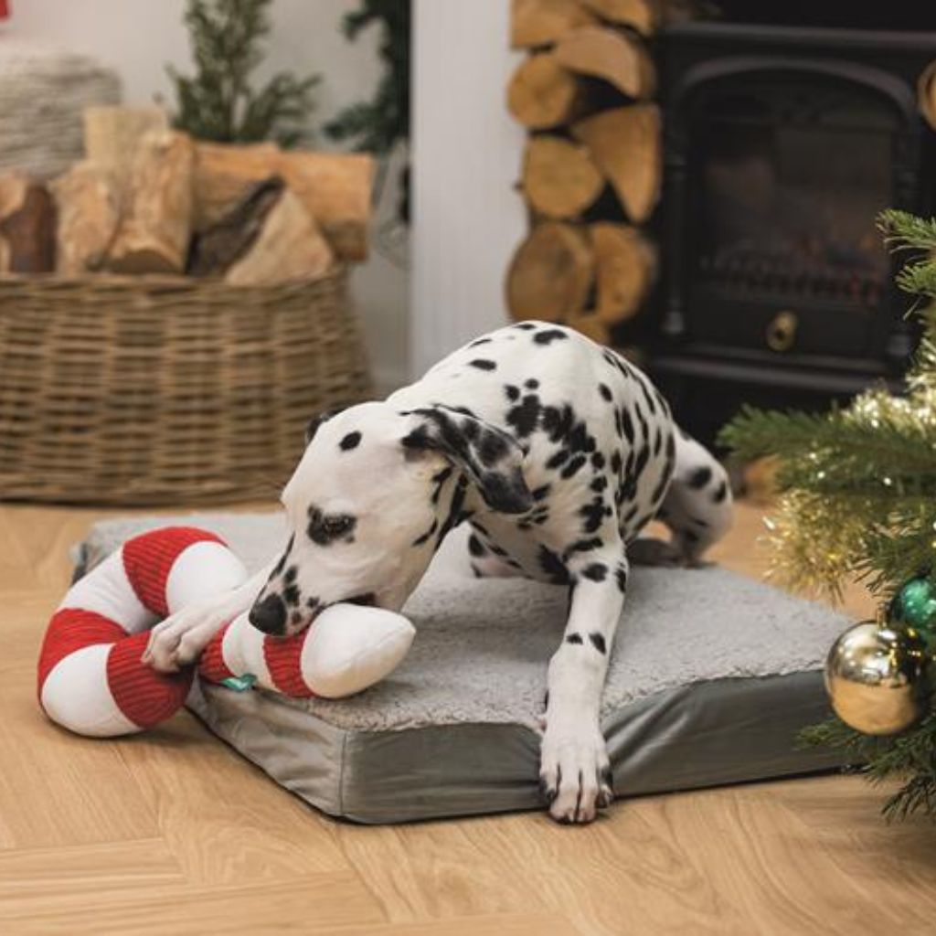 Hundespielzeug Candy Cane XXL