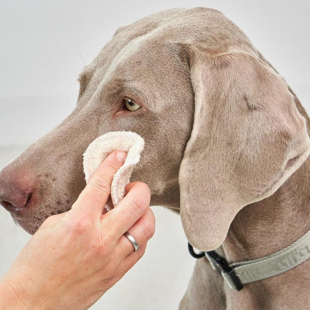 MiaCara-Occhio-Augenreiniger-Hund