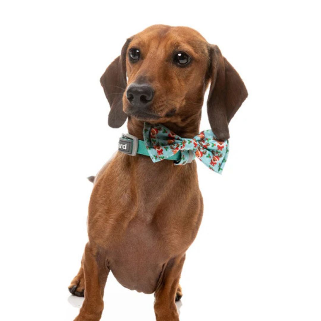 Weihnachtsfliege Blitzen Blizzard