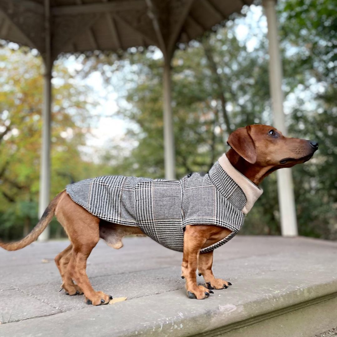 Cloud7xWoofstuff-Brooklyn-Dackel-Sherlock-Hund-5