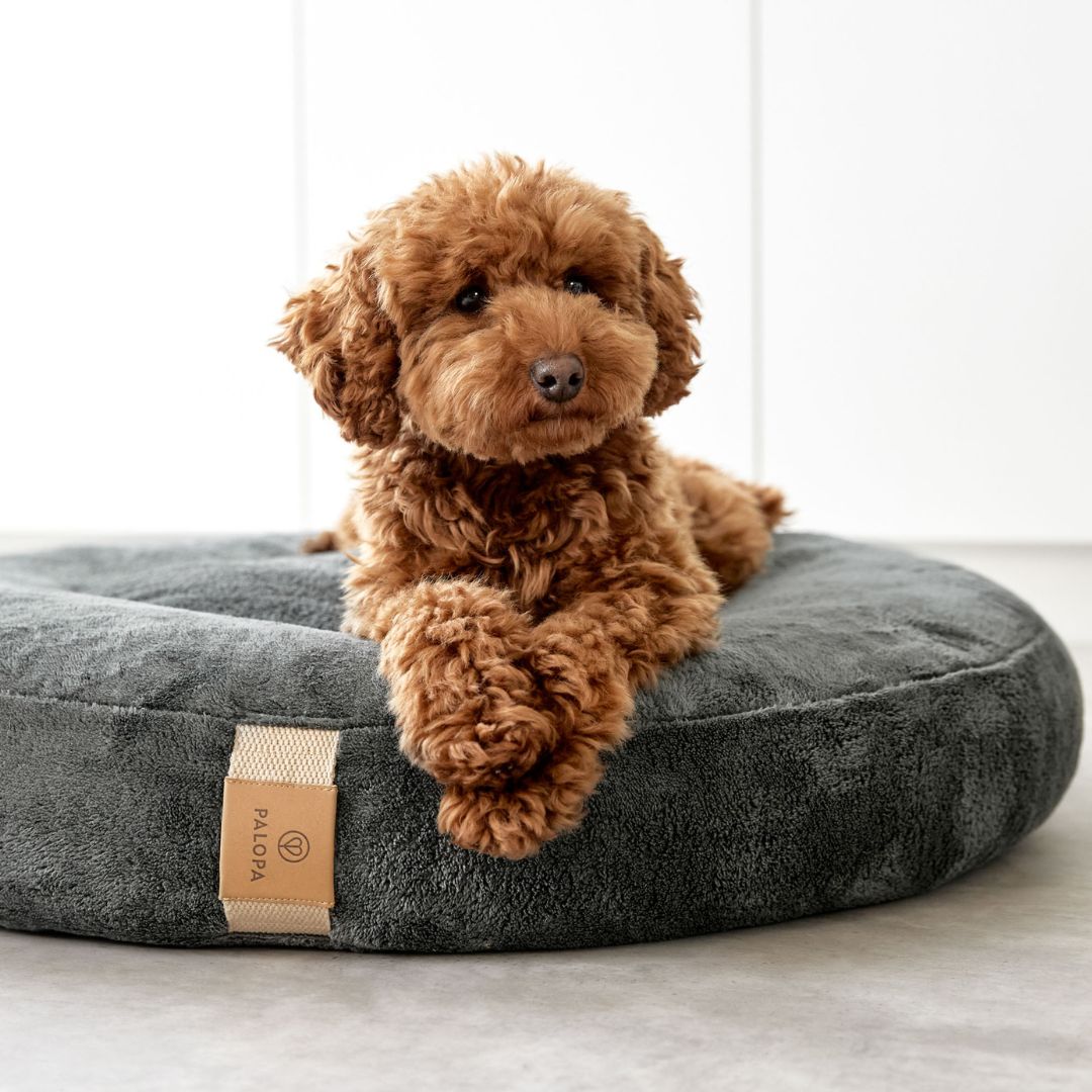 Palopa-Hundebett-Donut-Fippa-Anthrazit-Hund2