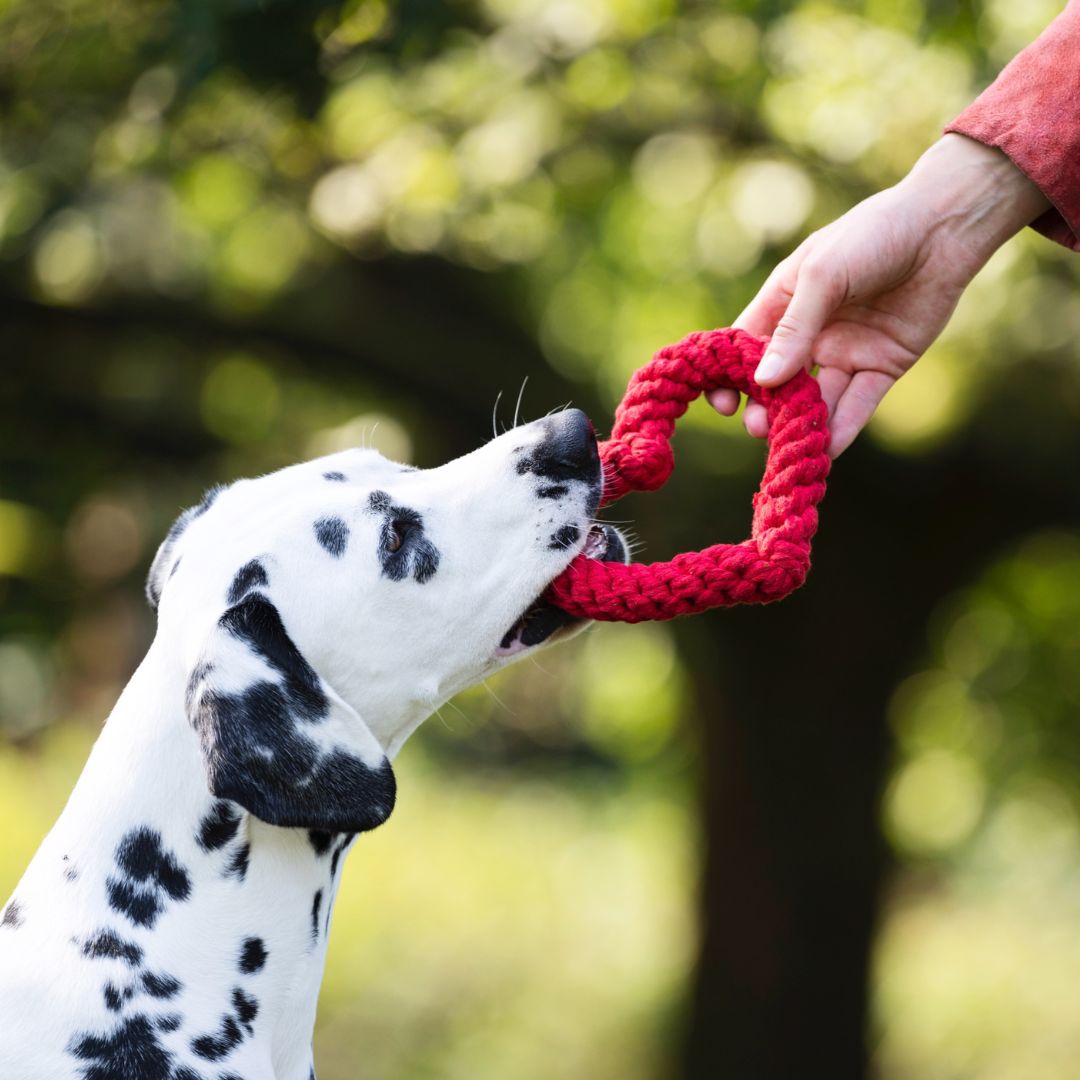 Laboni-Hundespielzeug-Hertha-Heart-Herz-Mood