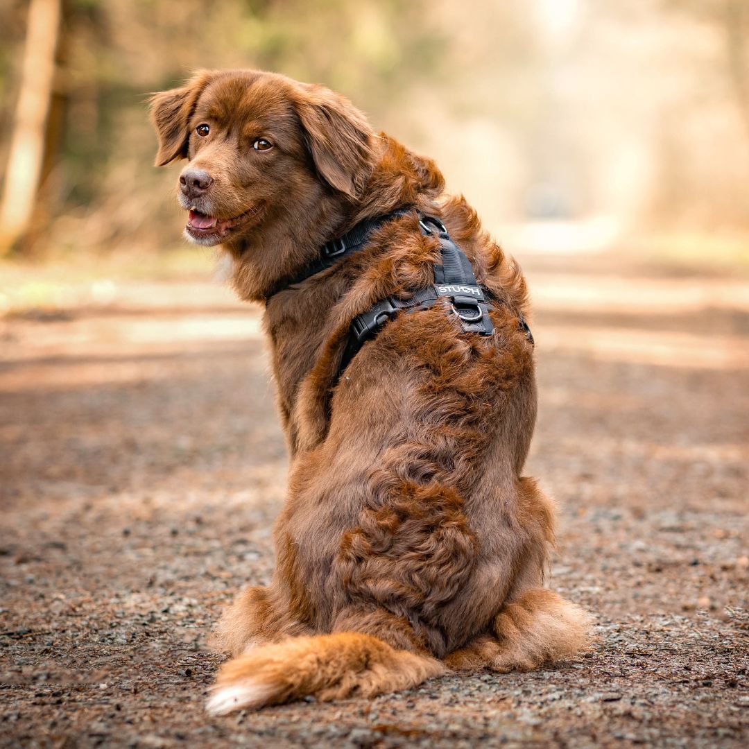 Stuch-gepolsterte-Hundegeschirr-Schwarz-Mood