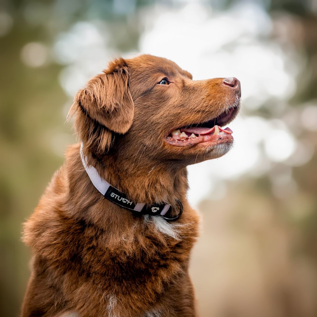 Stuch-gepolstertes-Hundehalsband-Flieder-Mood