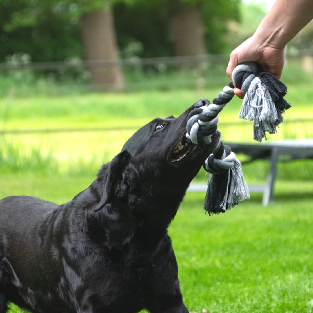 Hundespielzeug-Tauspielzeug-Floss-Boss-Hund2