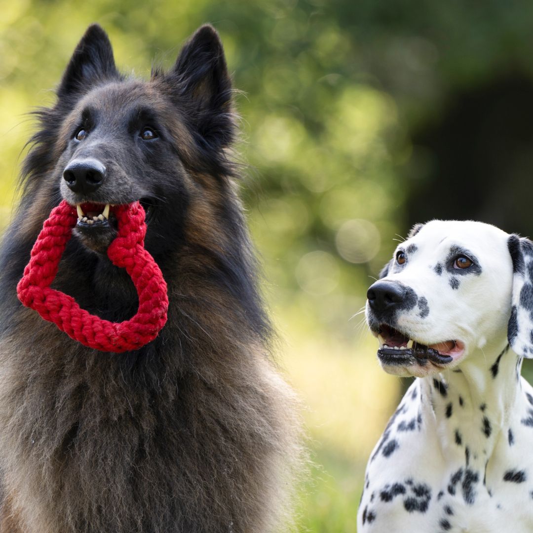 Laboni-Hundespielzeug-Hertha-Heart-Herz-Hunde