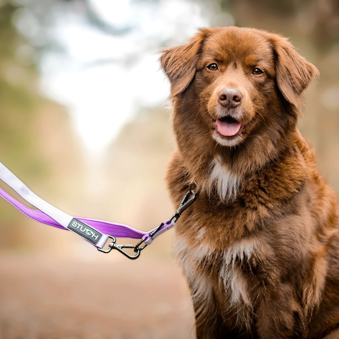 Stuch-gepolsterte-Hundeleine-Multifunktionsleine-Flieder-Hund