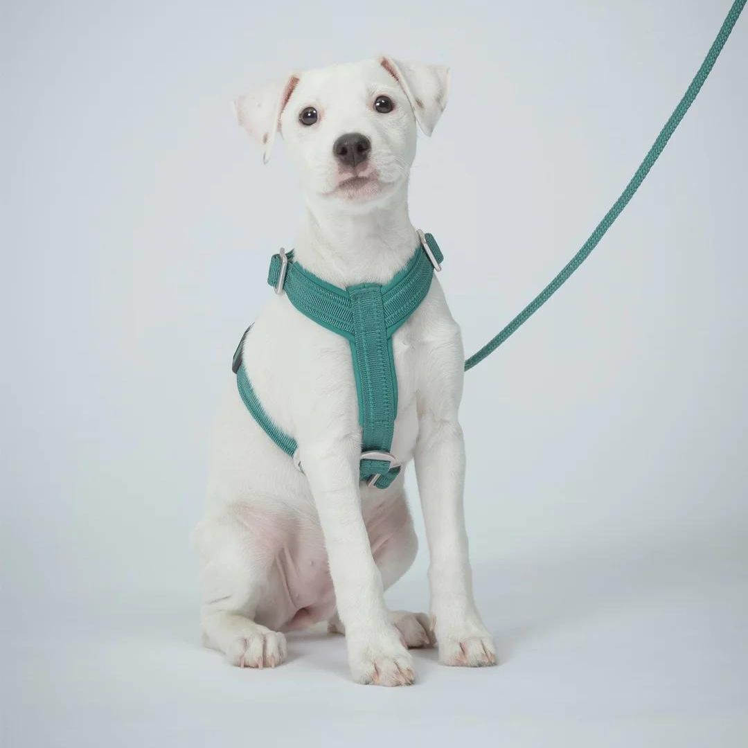 Hundegeschirr Easy Harness Emerald