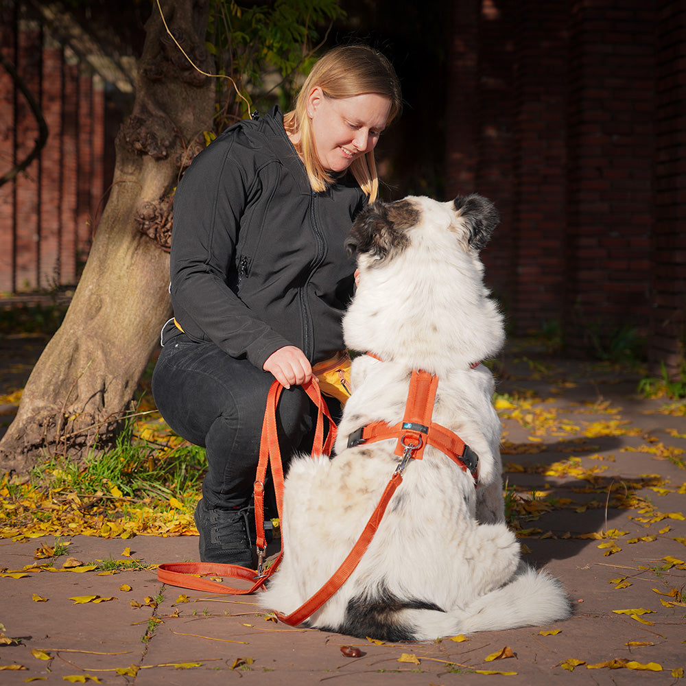 AnnyX-Hundegeschirr-Fun-Ahorn-Hund3