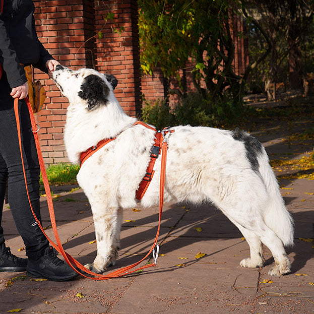 Annyx-Führleine-Safety-Fun-Ahorn-Mood3