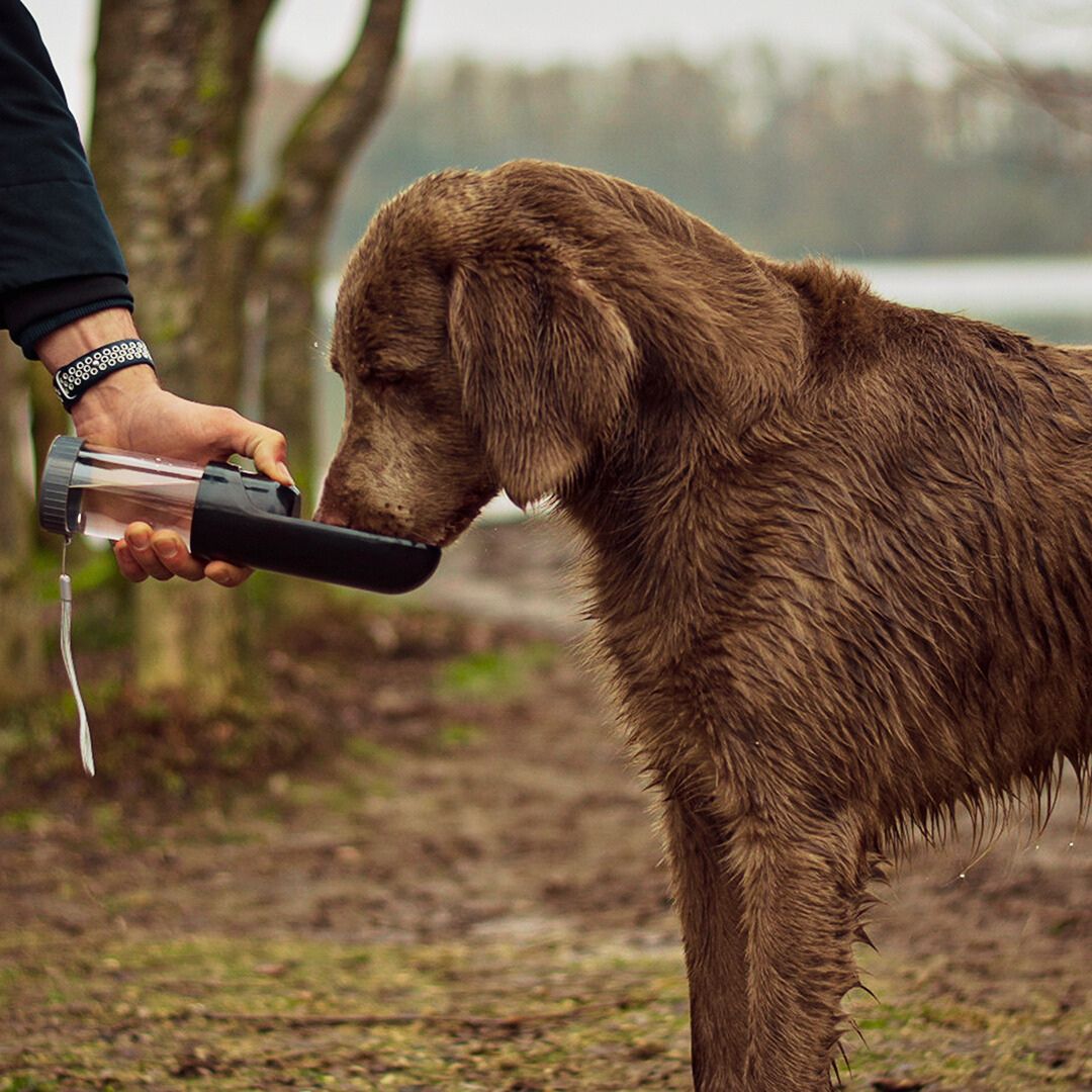 Hundetrinkflasche-Duvoplus-Schwarz-Hund