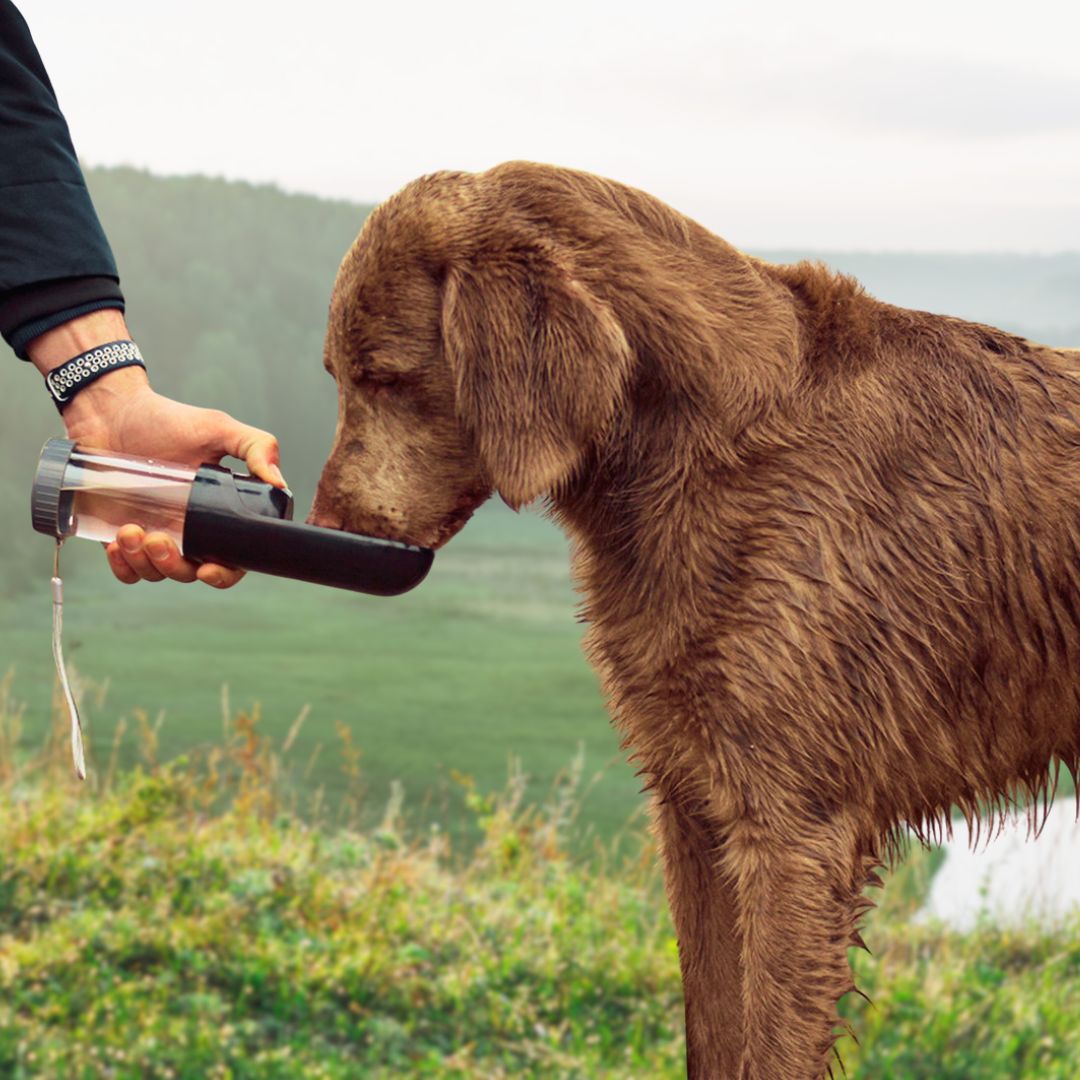 Hundetrinkflasche-Duvoplus-Schwarz-Hund